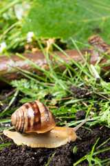 The beautiful garden snail Helix pomatia crawls on the ground in the grass.