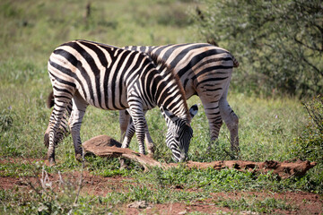 A pair of zebra eating grass in the African savannah of South Africa, where it lives in the wildlife with other wild animals and is often seen on safari.
