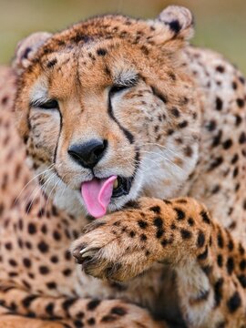 Vertical Closeup Of A Cheetah Licking His Paw In The Wild