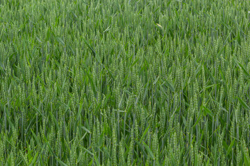 agricultural field where green rye grows, agriculture for obtaining grain crops, rye is young and green and still immature, close - up of the agricultural crop rye