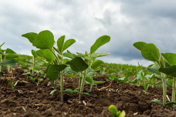 Agricultural soy plantation on sunny day - Green growing soybeans plant against sunlight