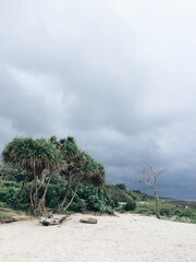 Fototapeta premium tree 4