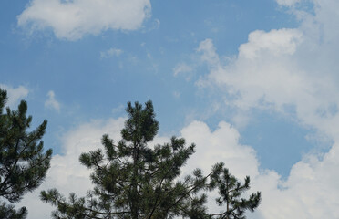 Obraz premium Spruce tree and blue sky