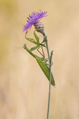 Mantis religiosa
