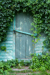 Ivy on the wooden wall of a garden house with a locked door
