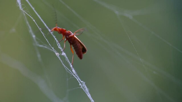 insect walking on tree threads