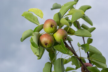 A bunch of pears in the tree. Benefits of pears. Blue sky Background.