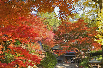 紅葉期の大興善寺「本堂」