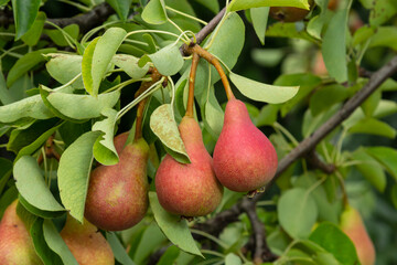Pear tree. Pear green garden with fruit. Natural environment, outdoors
