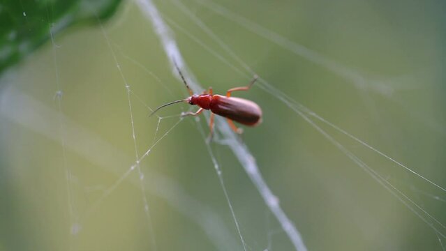 insect walking on tree threads