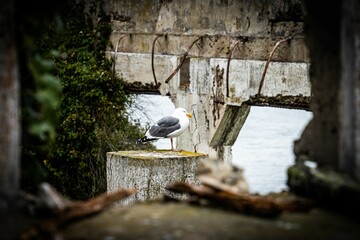 Seagull on a post of a ruined building on Alcatraz Island
