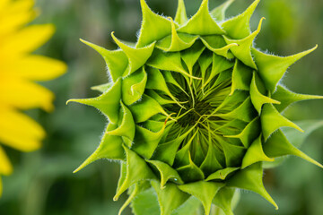 a young unopened sunflower grows in a field. sunflower cultivation concept