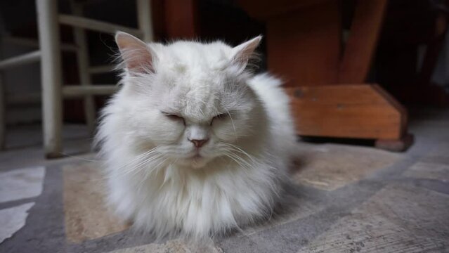 White deaf domestic cat taking a nap on the patio