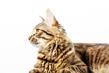 Fototapeta premium Beautiful domestic gray cat with yellow eyes on a white background. Animal poses for a photographer