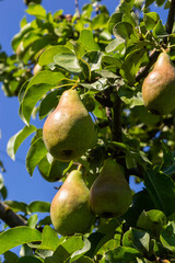 A bunch of pears in the tree. Benefits of pears. Blue sky Background.
