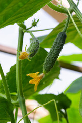 blooming ovary of young fresh organic vegetable, growing cucumbers on the field. Spring agricultural background