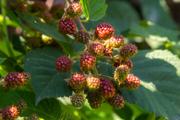 ripe and unripe blackberries on the bush with selective focus. Bunch of berries
