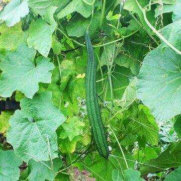 fresh redged gourds,angled gourd,snake gourd or sponge gourd also known in india as galka,turiya,lufa on vine plant in garden
