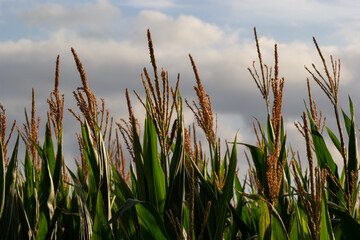 Fototapeta premium close up Corn field in the countryside, The larvae are not harvested, Many yong maize grown for harvest to sell to food factory