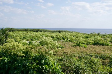Fototapeta na wymiar A plaza with an expanse of vegetation in Cap e Higashi-Hennazaki Park