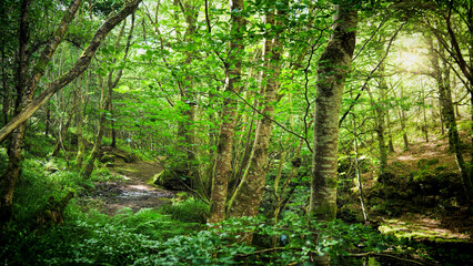 Fototapeta na wymiar Woodland path in summer (Dunrobin Wood)