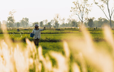 Shade and foreground sunlight hits Blady grass flowers. Farmer walking in rice paddy field of Thailand. And sowing fertilizer to accelerate the growth of rice plants. - obrazy, fototapety, plakaty