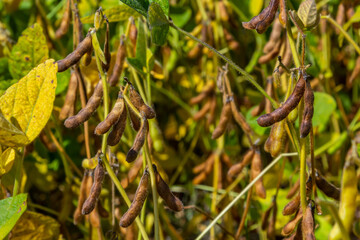 Soybeans pod macro. Harvest of soy beans - agriculture legumes plant. Soybean field - dry soyas pods