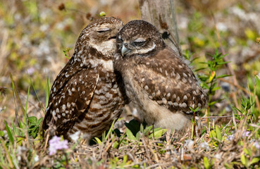 Sweet cuddles and kiss shared by Burrowing Owls