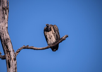 Vulture on a tree branch in bandhavgarh Madhya Pradesh, India