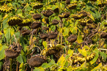 Closeup of dried ripe sunflowers on a sunflower field awaiting harvest on a sunny day. Field agricultural crops