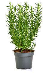 Rosemary pot, isolated on white background.