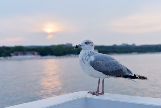 White seagull on the background of the sunset