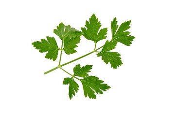 Fresh green parsley leaf, isolated on white background.