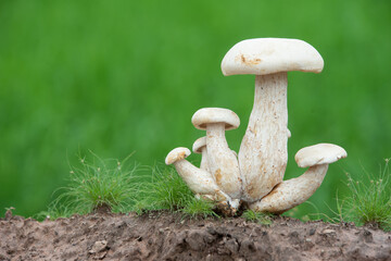 mushroom in the grass