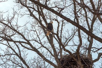 A Bald Eagle Near Her Nest In Wisconsin In Late March