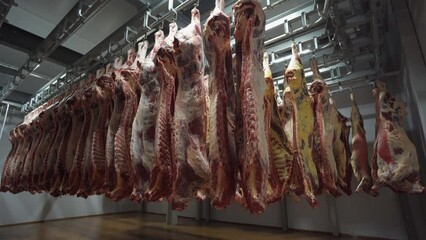 Lighting is turned on in an industrial meat refrigerator. Animal carcasses.