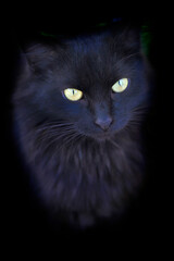 Portrait of black wild steert cat