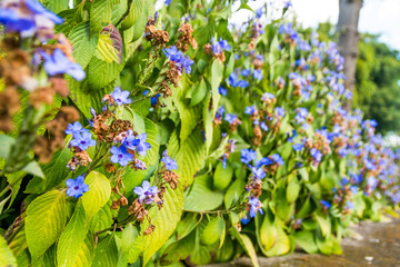 Plant with yellow and purple flowers in a wall at the State of Minas Gerais, Brazil.