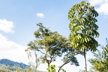 Trees against the blue sky at Tiradentes, State of Minas Gerais, Brazil.