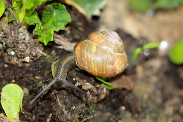 Eine Weinbergschnecke schleimt sich über die Erde eines Blumenbeetes.
