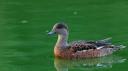 Female American Wigeon on community pond at Fort Lowell Park in Tucson, Arizona