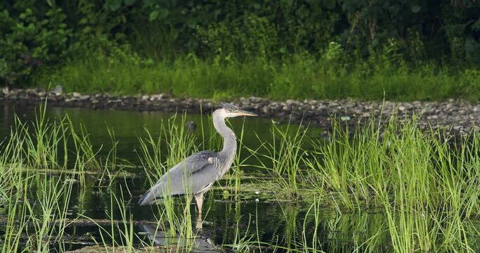 Gray heron hunts for fish and frogs in the swamp. It walks through wetlands spreading her neck and feathers.