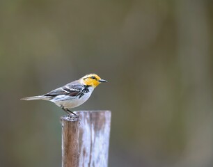 Closeup of a golden-cheek warbler on a piece of wood