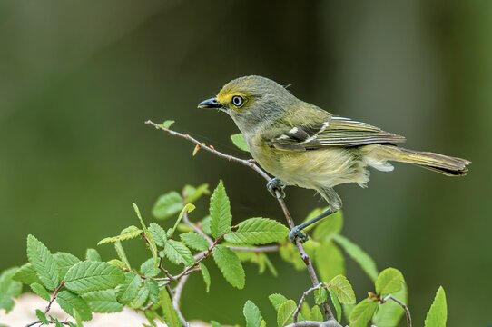Closeup of a white-eyed vireo on tree branches