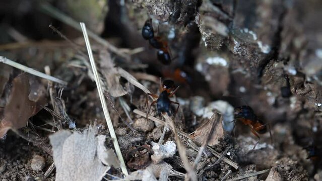 Close up macro view of black ants hill working on ground nest, animal insect wildlife