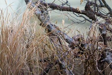 grass in the wind and the forest