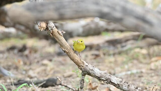 Closeup of a yellow warbler, Setophaga petechia perched on a branch.