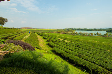 The tea feid in Thailand, Chiang Rai