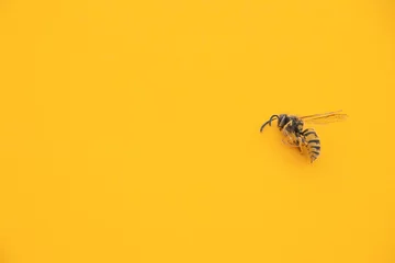 Fotobehang Golden honeybee or bee isolated on the yellow background © ALEXSTUDIO