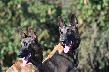 Portrait of 2 beautiful belgian shepherd dog heads side by side looking in the same direction at something in the morning light.